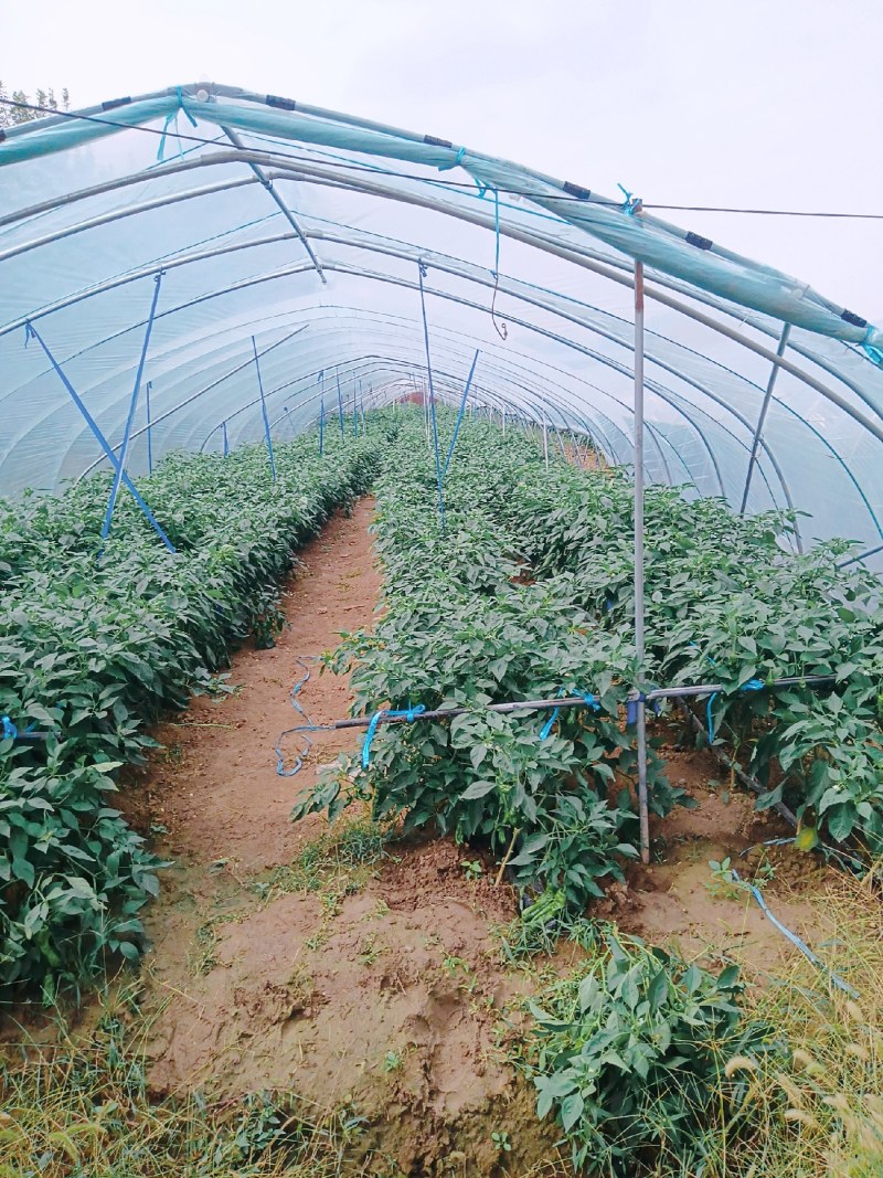 真实报价河南周口薄皮芜湖苏椒视频看货电商优选产地直供