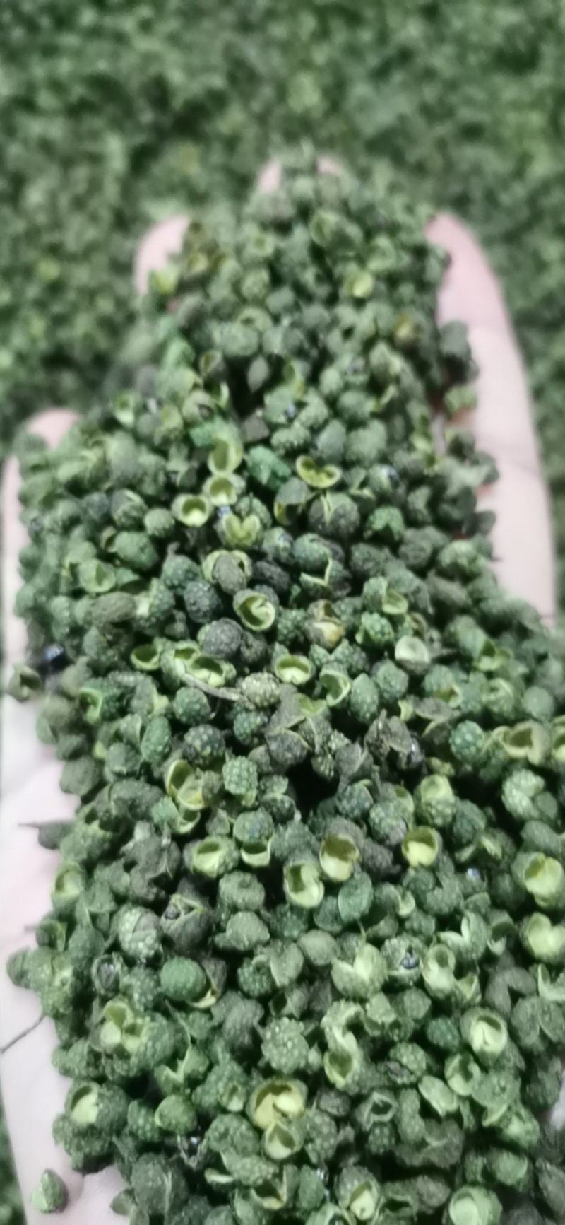 青花椒，开口率60%，江津青花椒，重庆花椒，大量供应