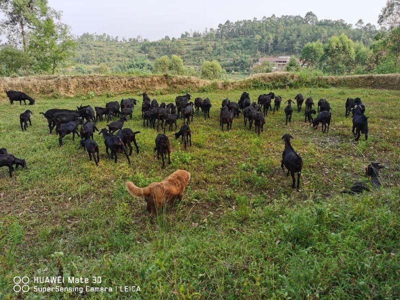 种母，本地放养黑山羊，50斤左右一只，欢迎大家前来选购