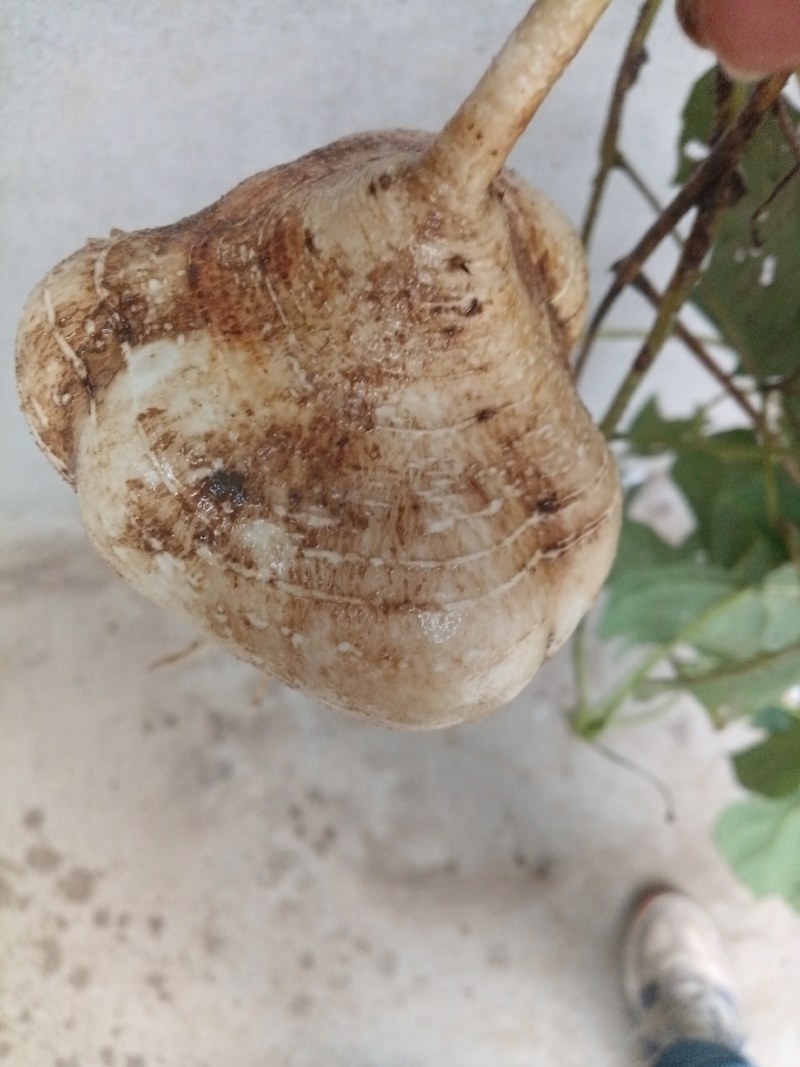 地瓜，凉薯