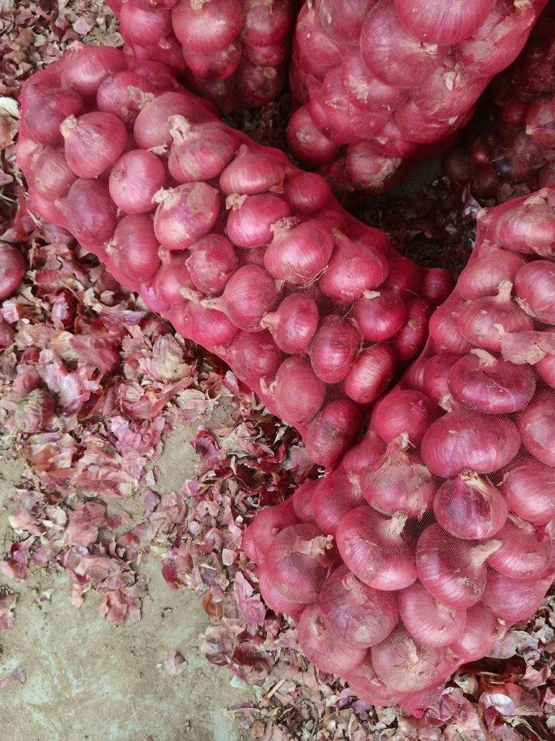 红，黄，紫等洋葱精品包装，长年供应，代存代收代发全国货。