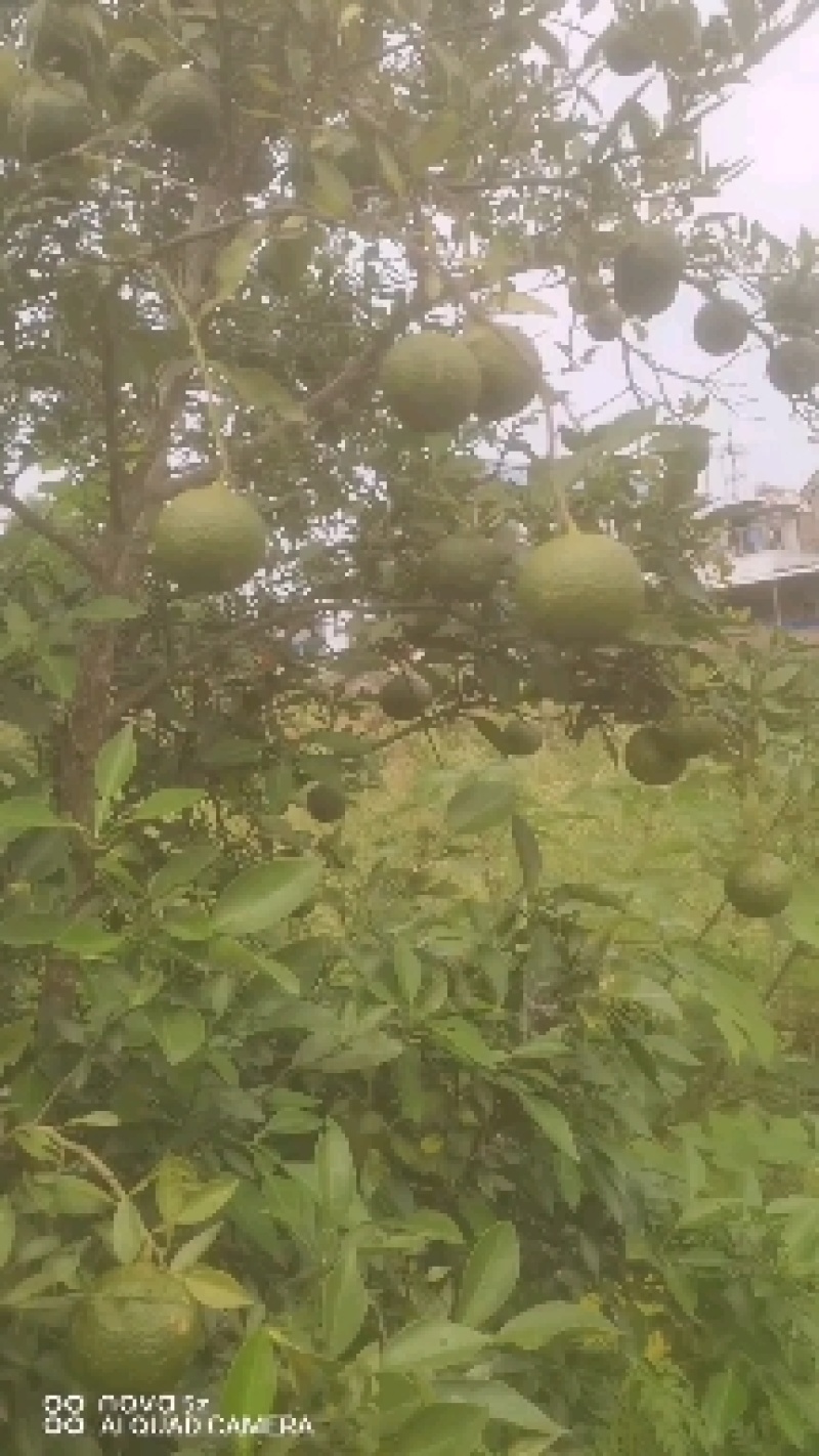 资阳市小叶软枝香橙种子