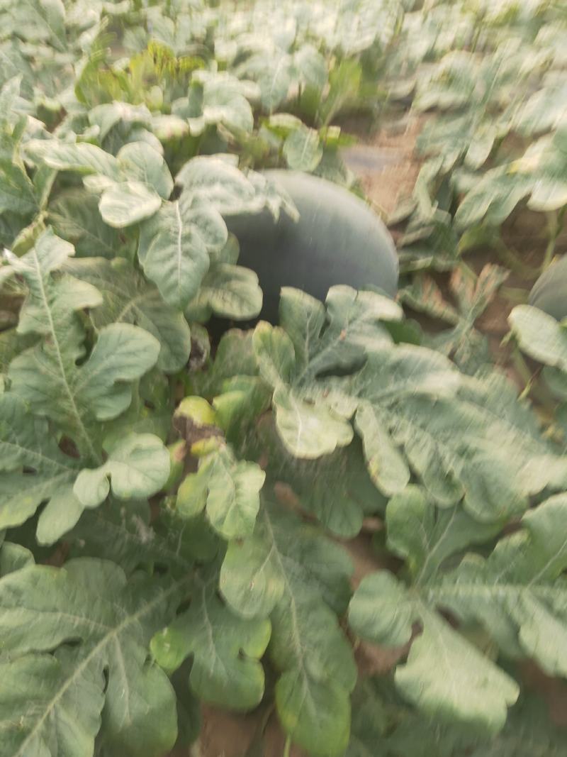 黑金刚