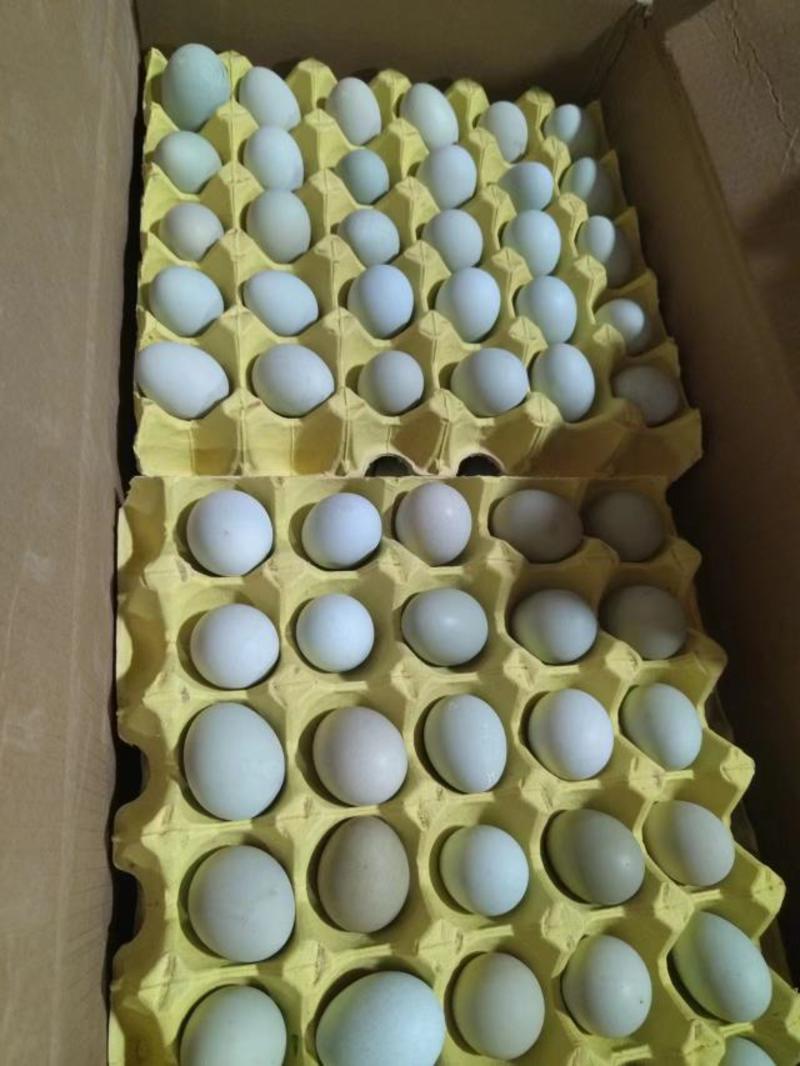 精品绿壳鲜鸡蛋，厂家直接发货，可物流，可整车