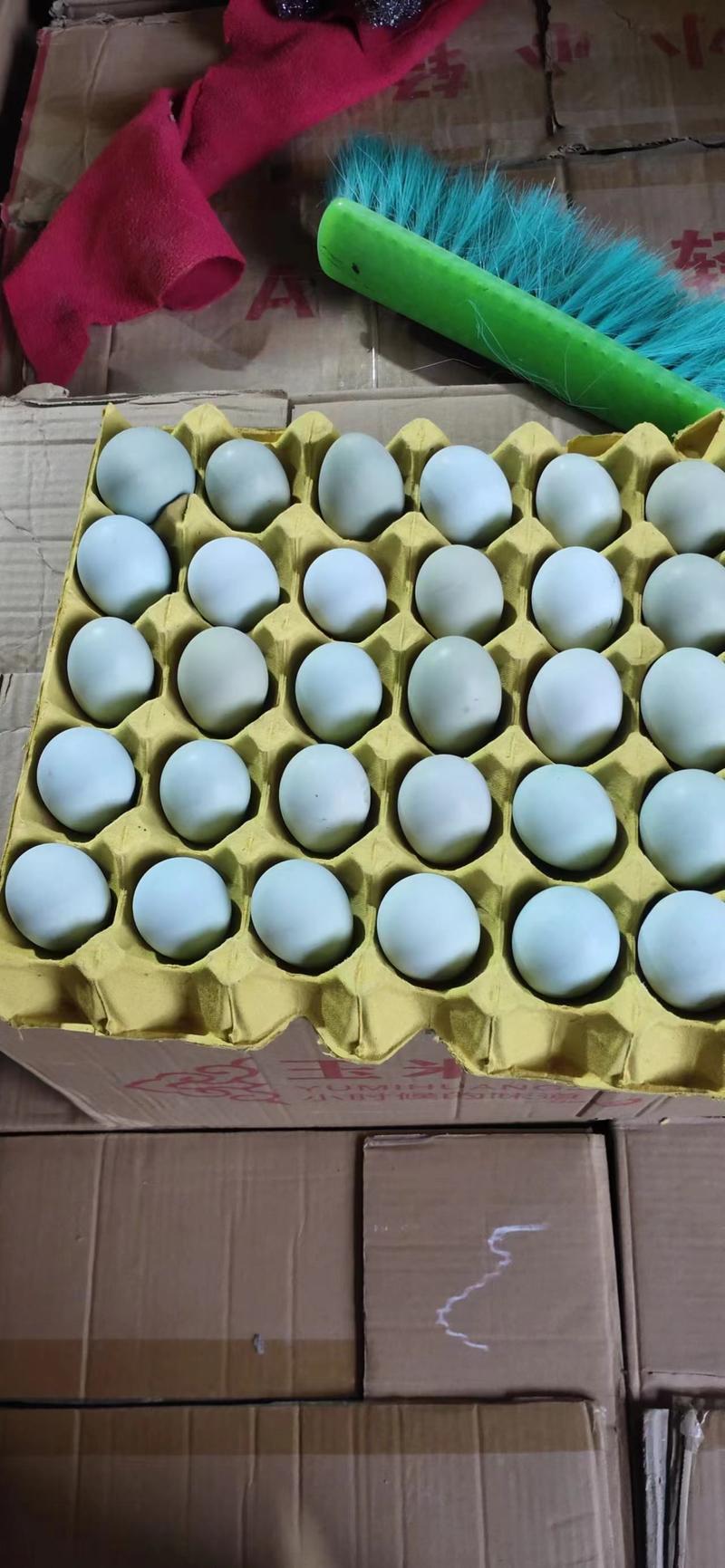 精品绿壳鲜鸡蛋，厂家直接发货，可物流，可整车
