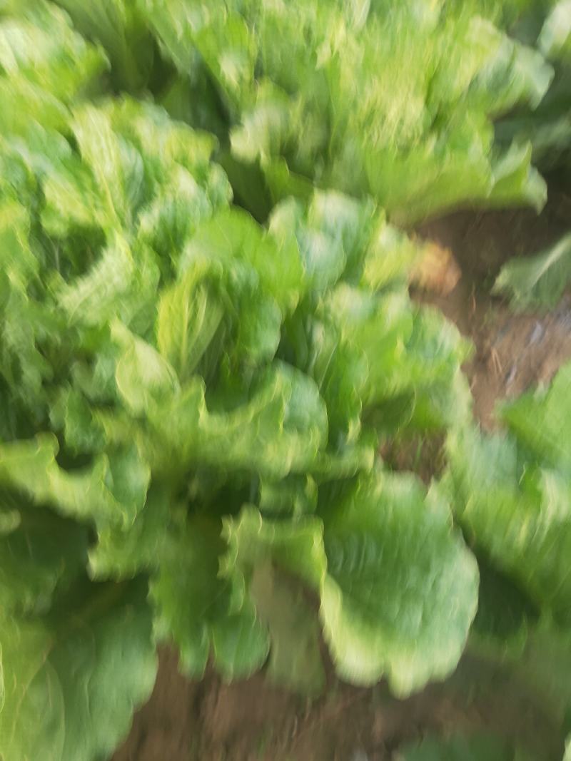 白菜