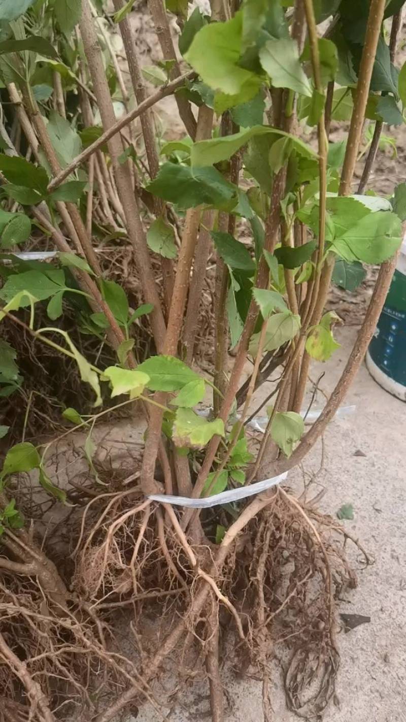 连翘苗，药用连翘苗多分枝当年开花结果的连翘苗