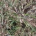 【红根】野生药用石菖蒲种苗小石菖蒲苗大宽叶石菖蒲货源稳定