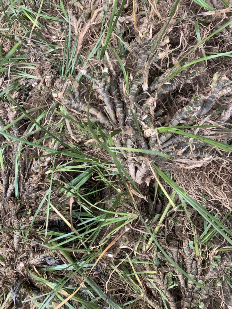【红根】野生药用石菖蒲种苗小石菖蒲苗大宽叶石菖蒲货源稳定