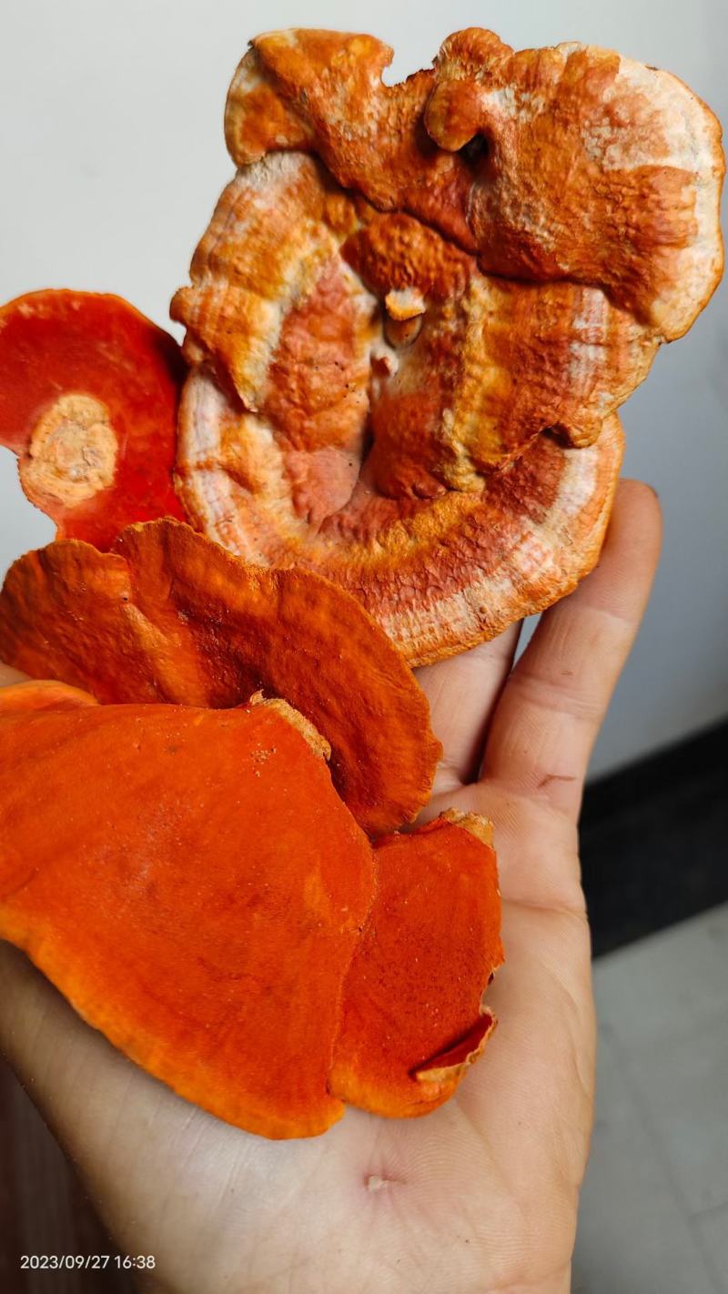红栓菌又叫牛樟芝