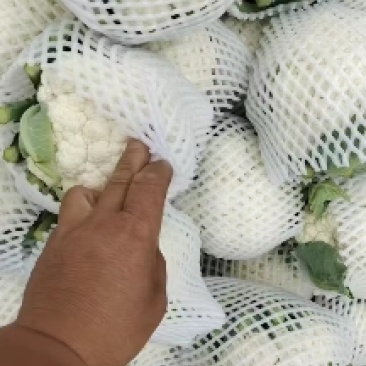 河北省邯郸市丛台区，精品菜花，热卖中欢迎老板随时下单