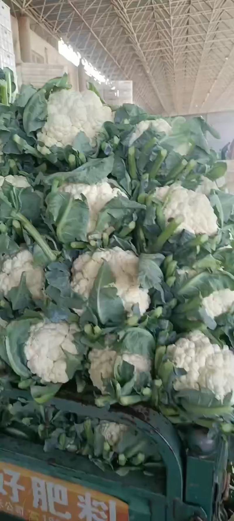 河北省邯郸市丛台区，精品菜花，热卖中欢迎老板随时下单