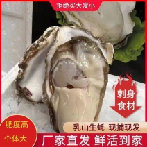 《好品山东乳山生蚝～可以生吃的牡蛎》源头自采.品质