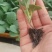 精品娃娃菜苗全国可发各种蔬菜种苗都有