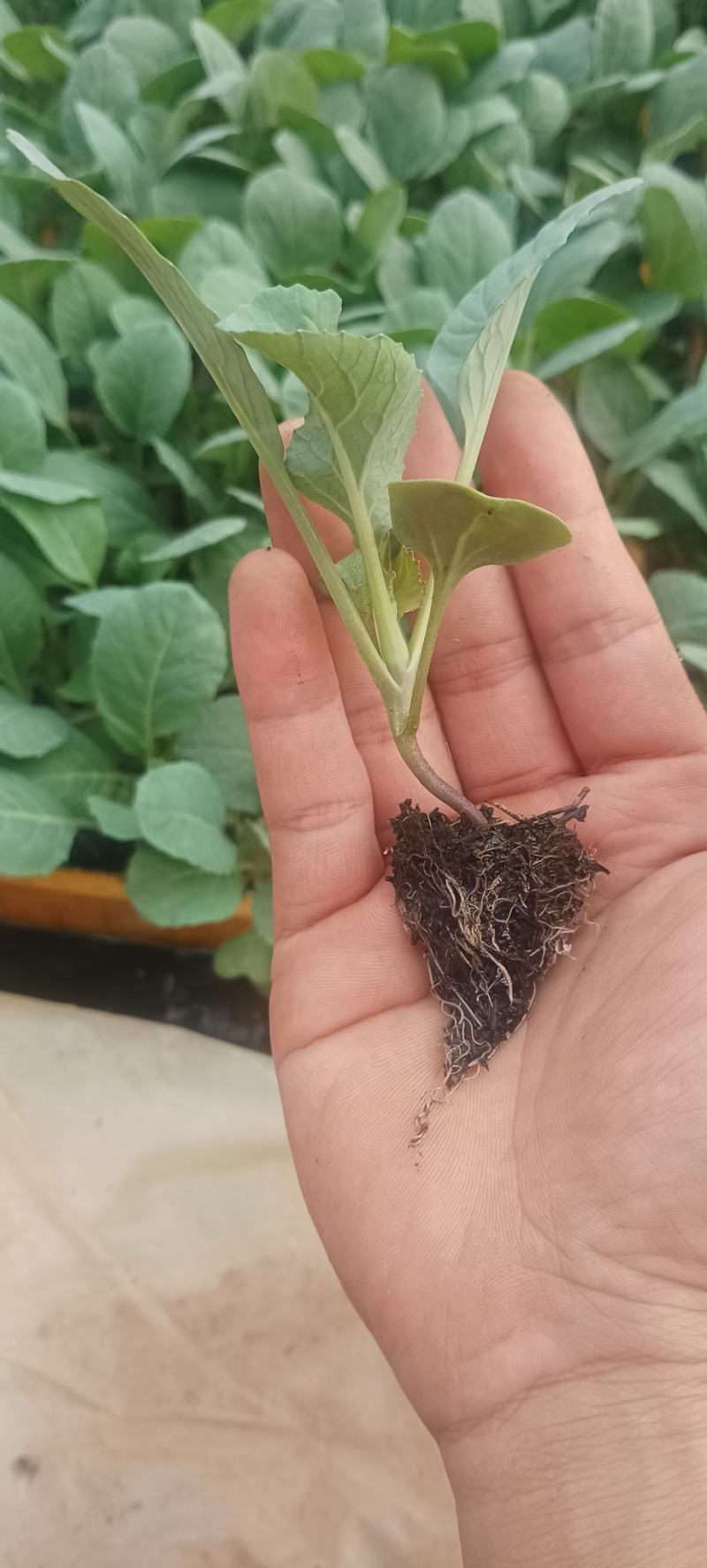 精品娃娃菜苗全国可发各种蔬菜种苗都有
