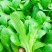 精品娃娃菜苗全国可发各种蔬菜种苗都有