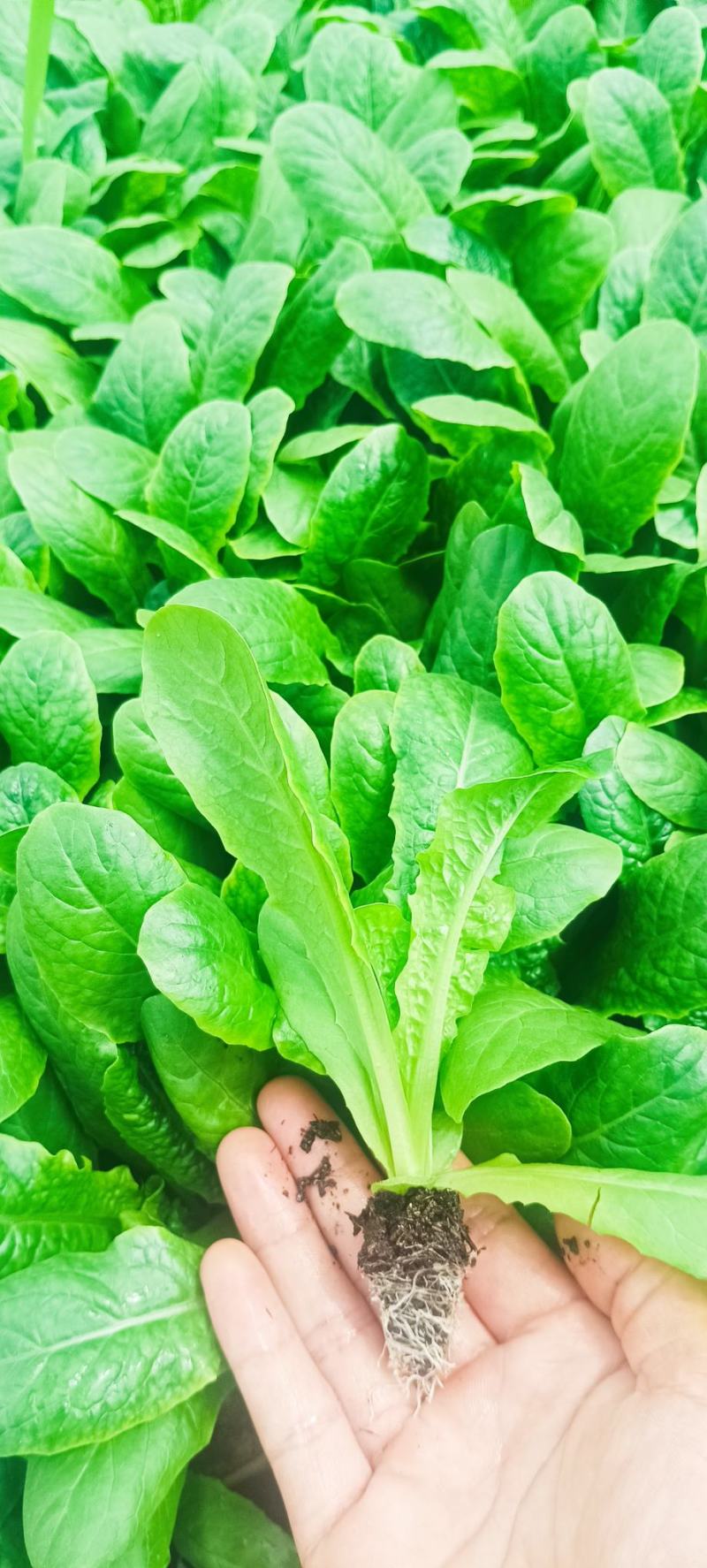 精品娃娃菜苗全国可发各种蔬菜种苗都有