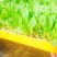 精品娃娃菜苗全国可发各种蔬菜种苗都有