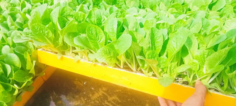 精品娃娃菜苗全国可发各种蔬菜种苗都有