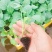 精品娃娃菜苗全国可发各种蔬菜种苗都有