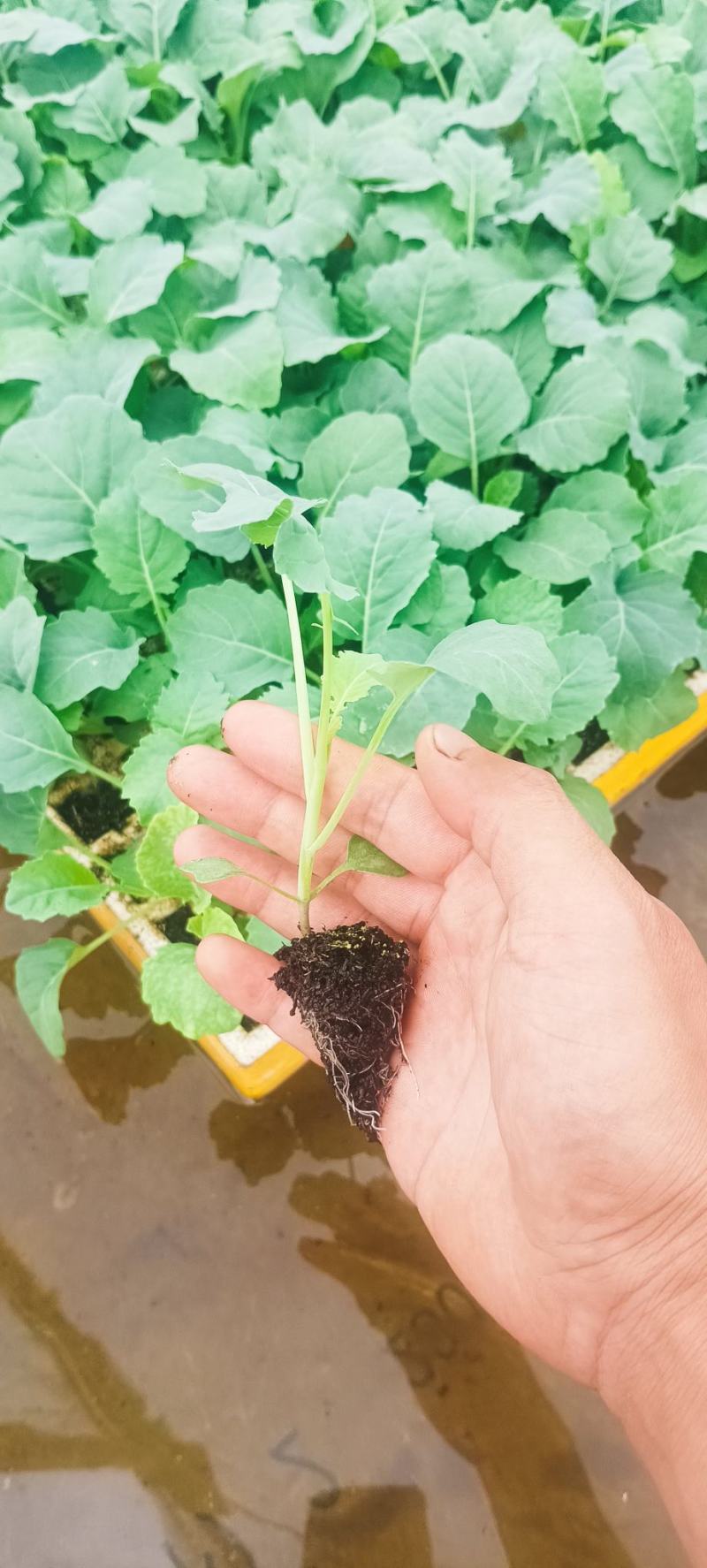 精品娃娃菜苗全国可发各种蔬菜种苗都有