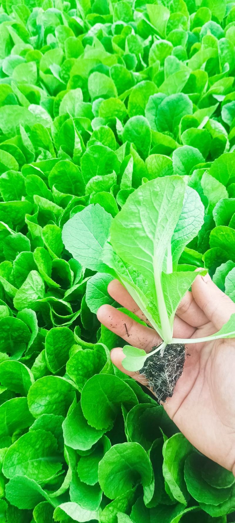 精品娃娃菜苗全国可发各种蔬菜种苗都有