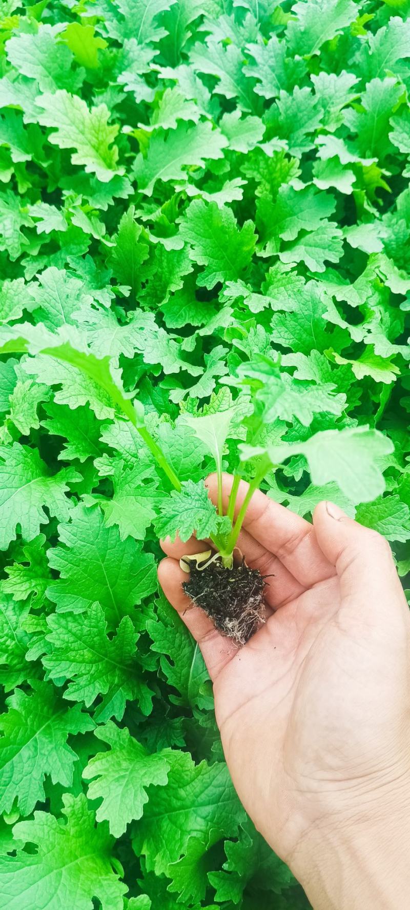 精品娃娃菜苗全国可发各种蔬菜种苗都有