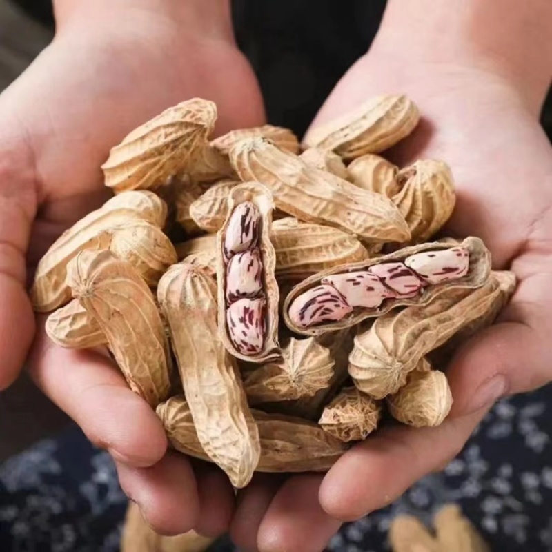 云南七彩花生脱壳去壳带壳花生米花生芽花生米