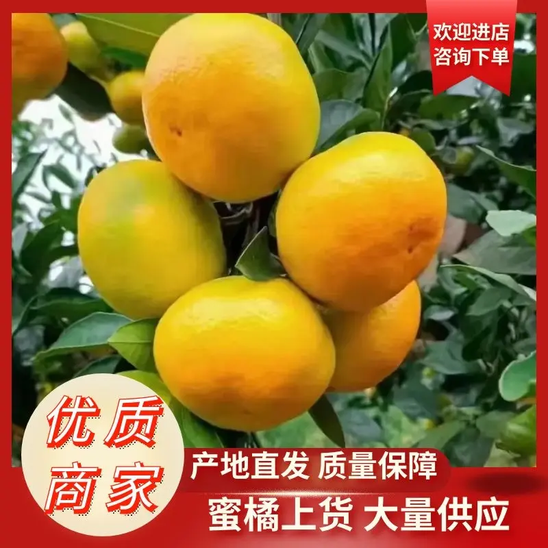 柑橘湖南蜜橘，国庆一号，一手货源产地直供可对接任何渠道。
