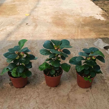 90盆小盼菩提
