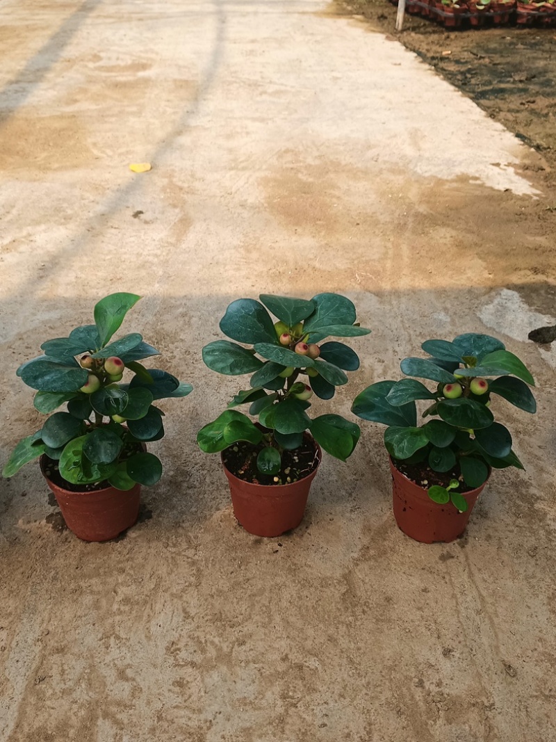 90盆小盼菩提