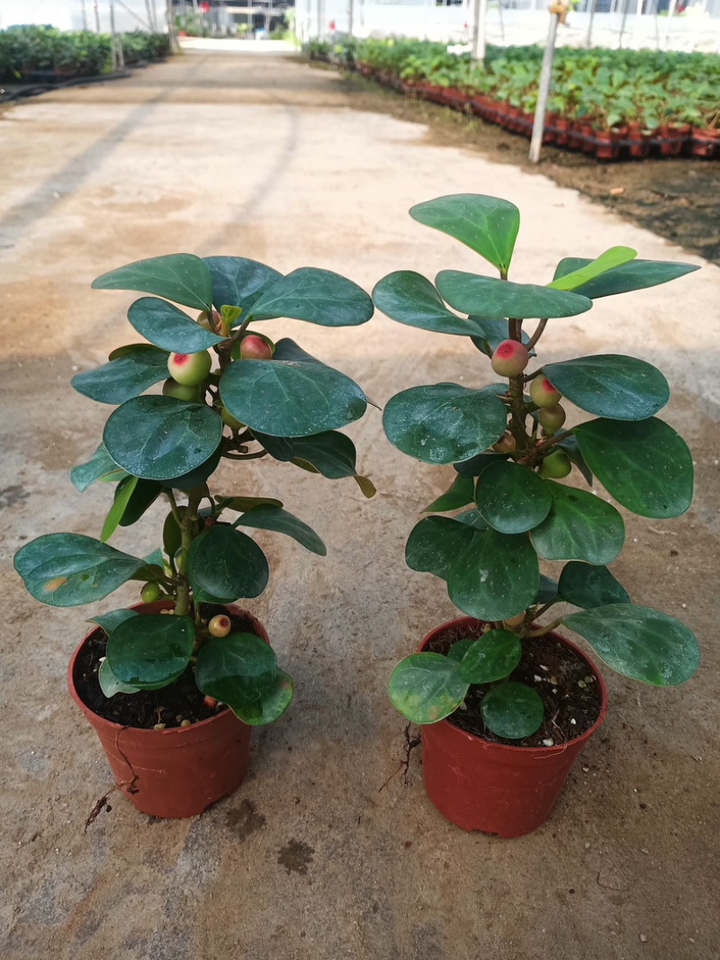 90盆小盼菩提