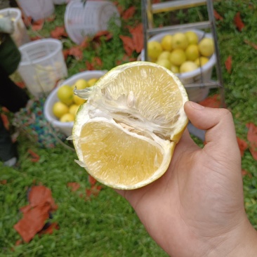 葡萄柚，爆汁，纯甜，成色好，产地直发，一手货源