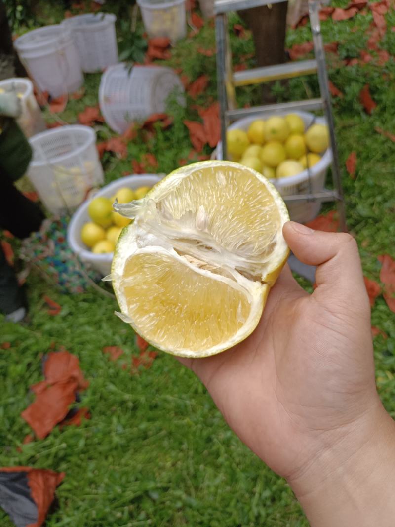 葡萄柚，爆汁，纯甜，成色好，产地直发，一手货源