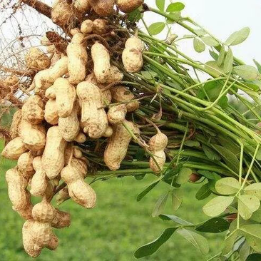 花生今年新货新鲜花生干花生都有量大质优欢迎选购