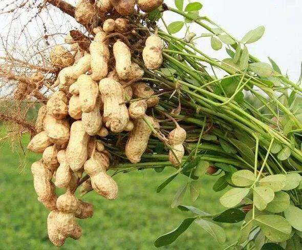 白扁豆植株与果实