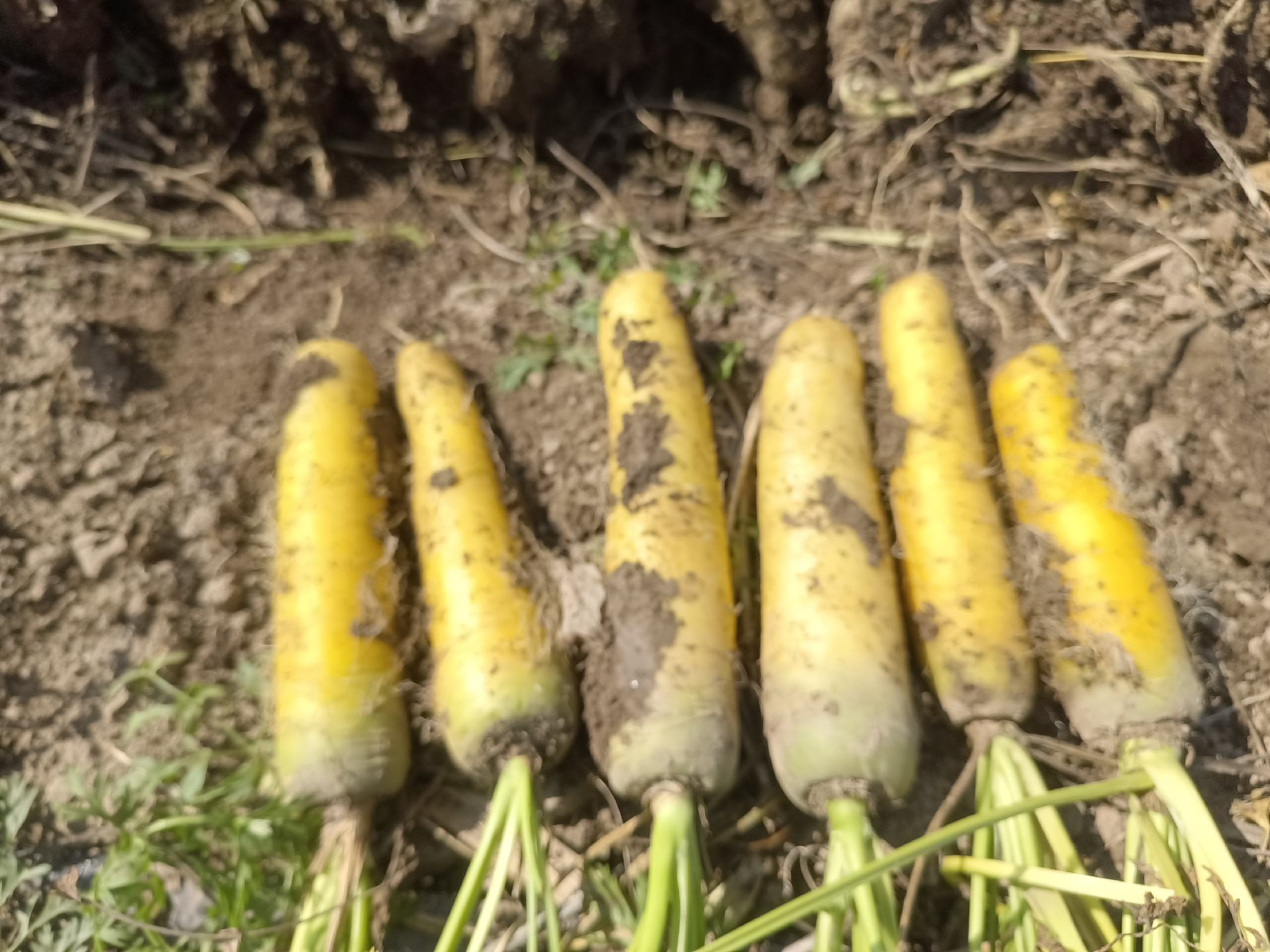 萝卜出苗期遇雨后的土壤板结现象