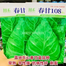 露地牛心甘蓝种子早熟冬性强耐裂春甘蓝种子牛心包头菜种子