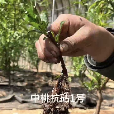 抗重茬桃树苗