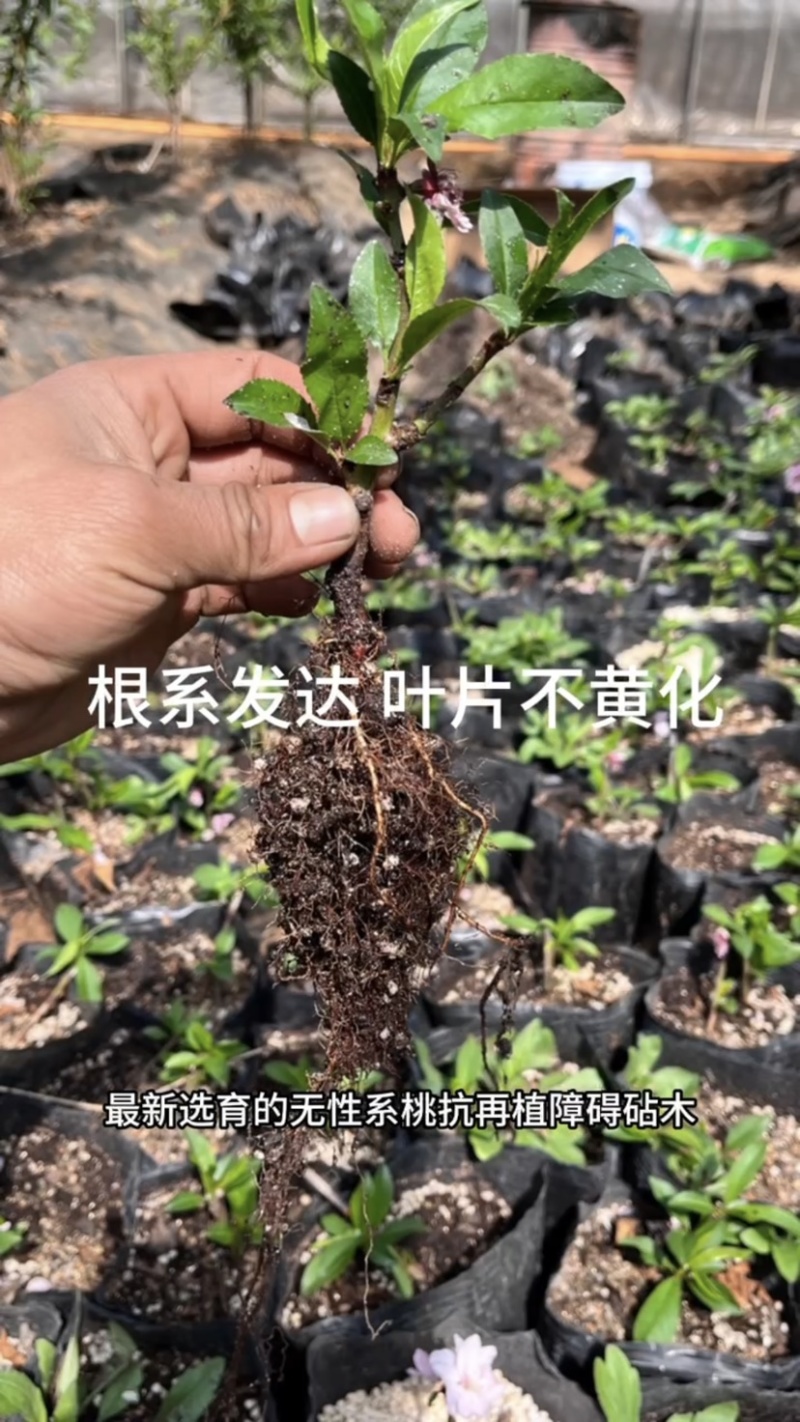 抗重茬桃树苗