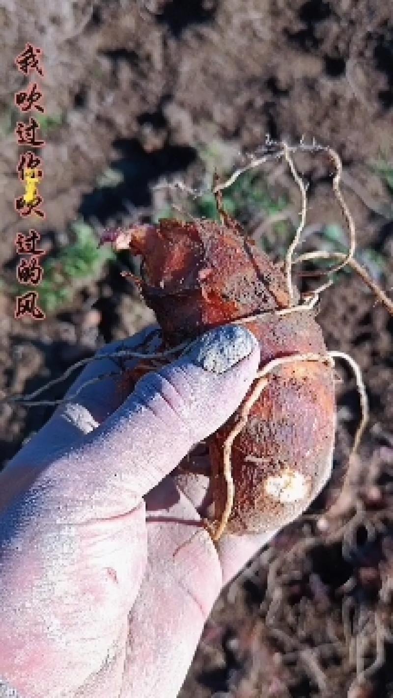 高山红芽芋