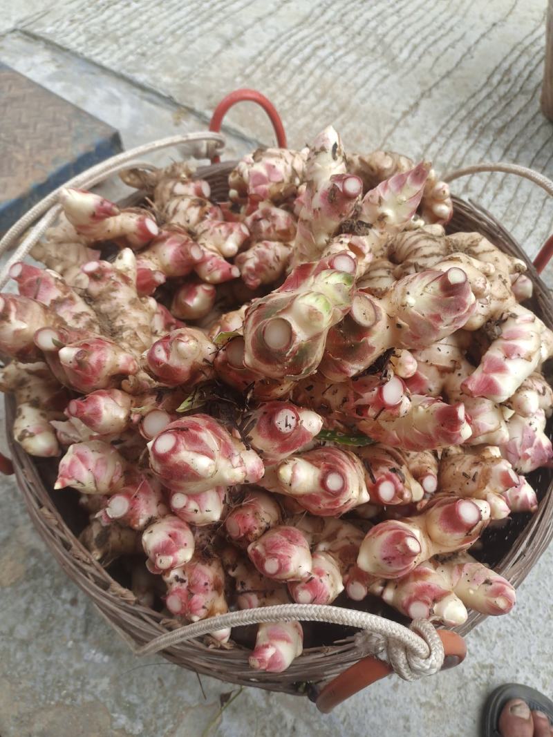 广东信宜优质大肉姜质量保证