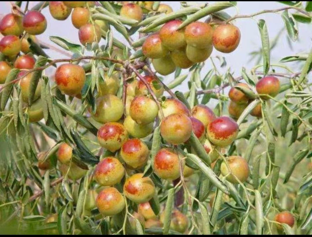 鲜枣果园采摘图