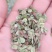 黄芪籽