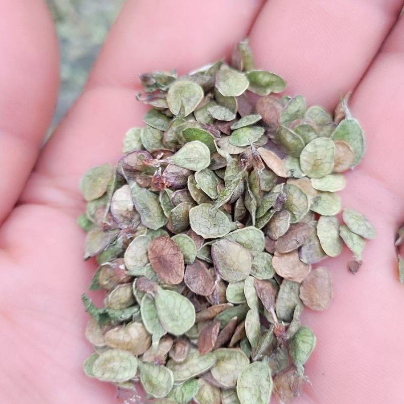 黄芪籽