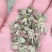 黄芪籽