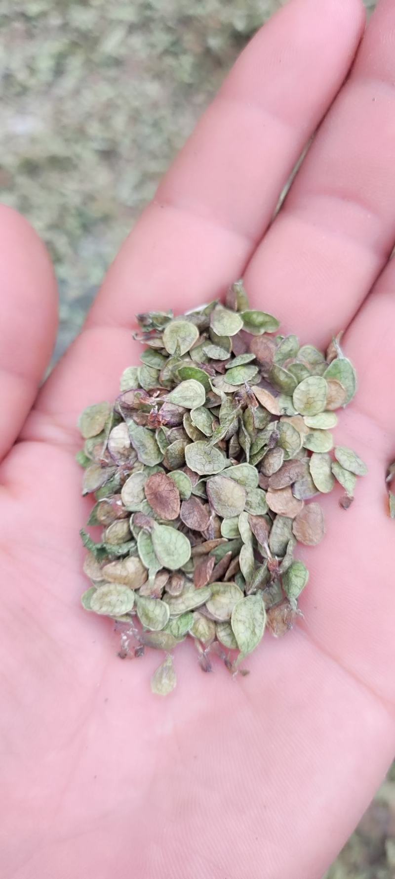 黄芪籽