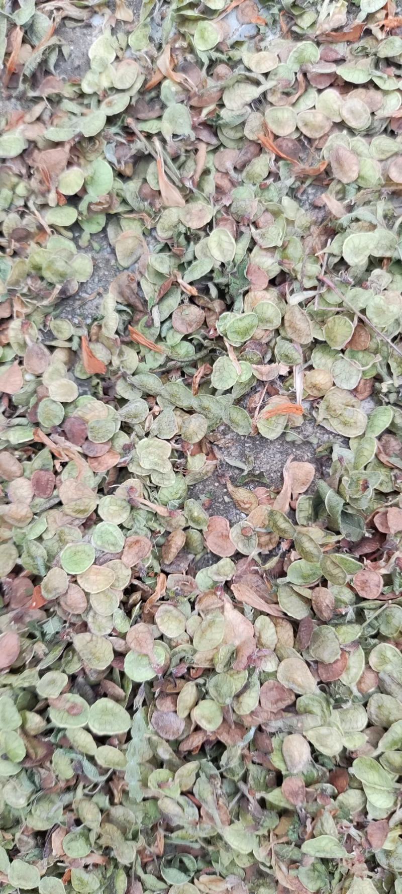 黄芪籽
