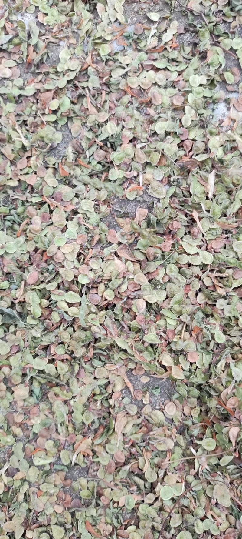 黄芪籽