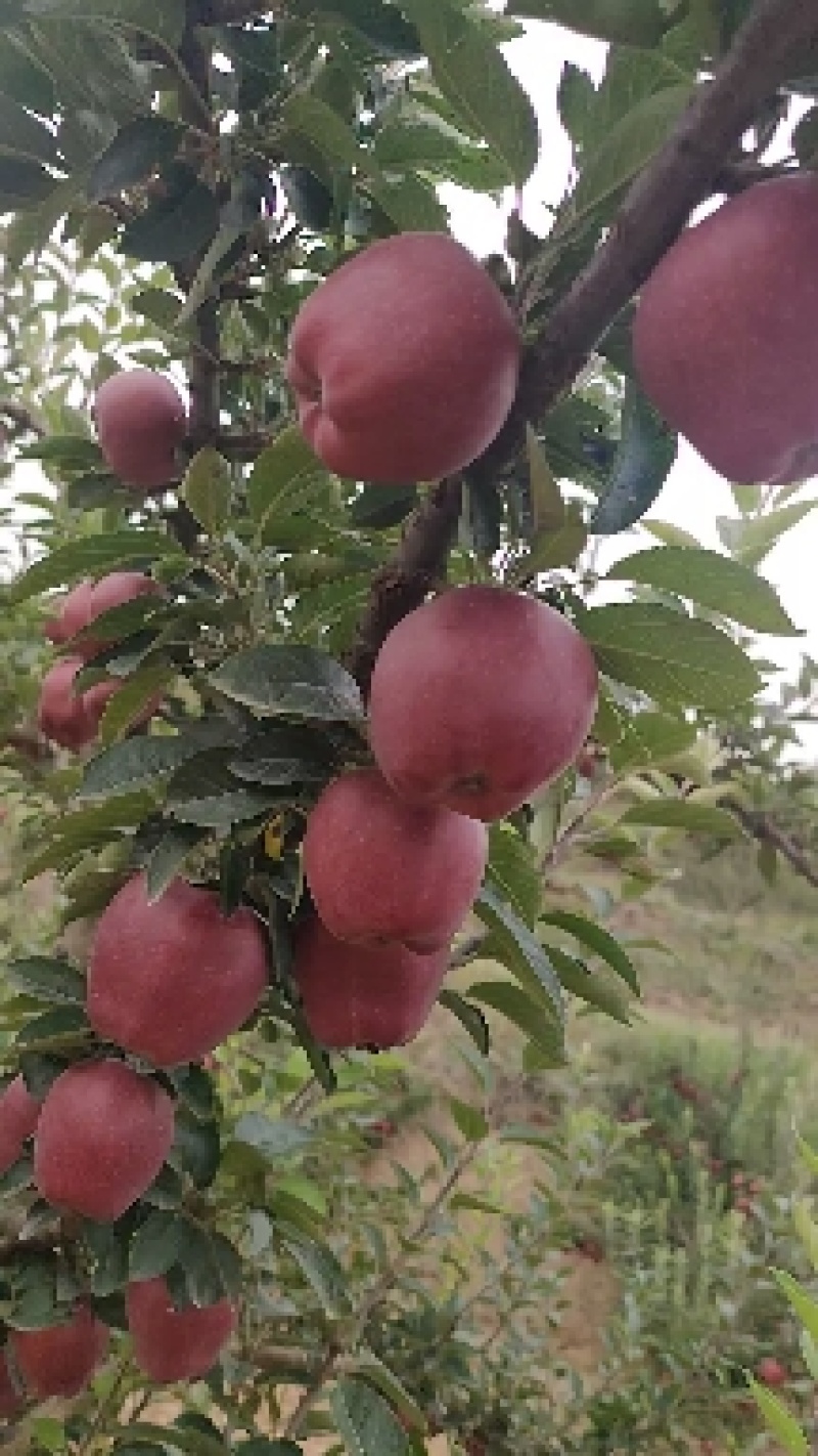 甘肃礼县精品花牛苹果，口感香甜，品质优良